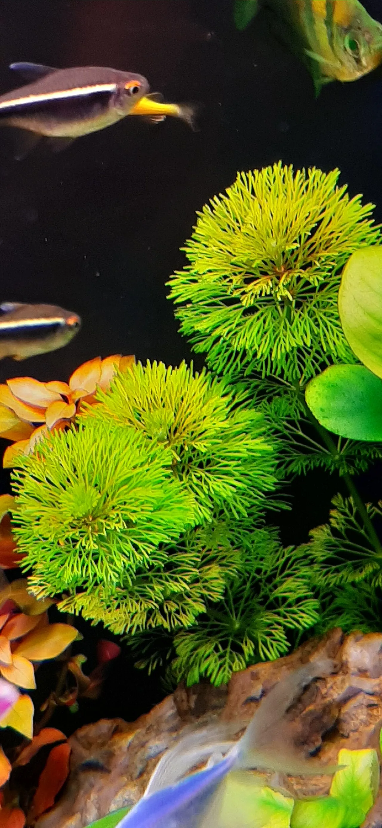 Agua turbia o verde en el acuario: qué significa cada color