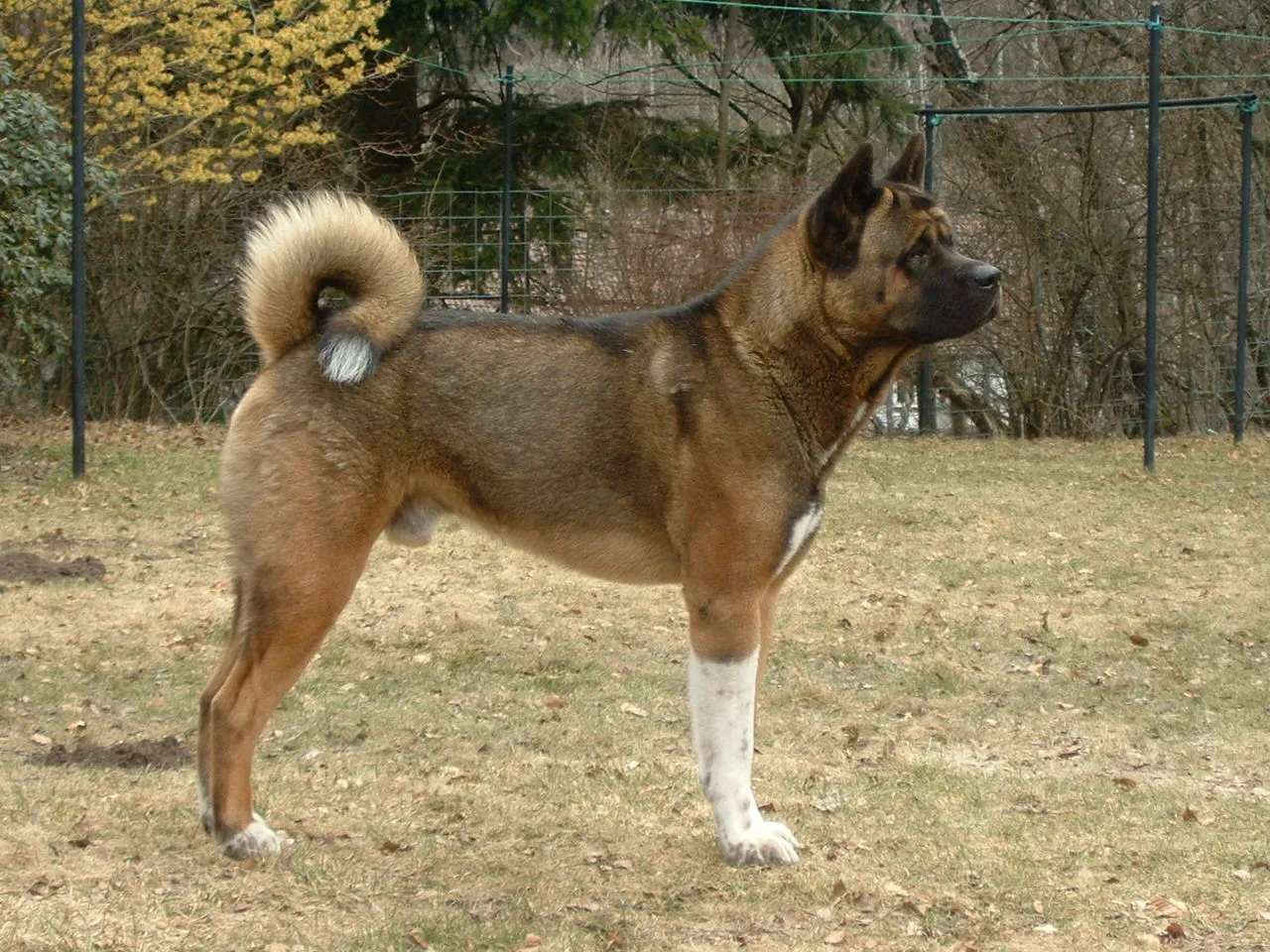 Foto de Akita Americano