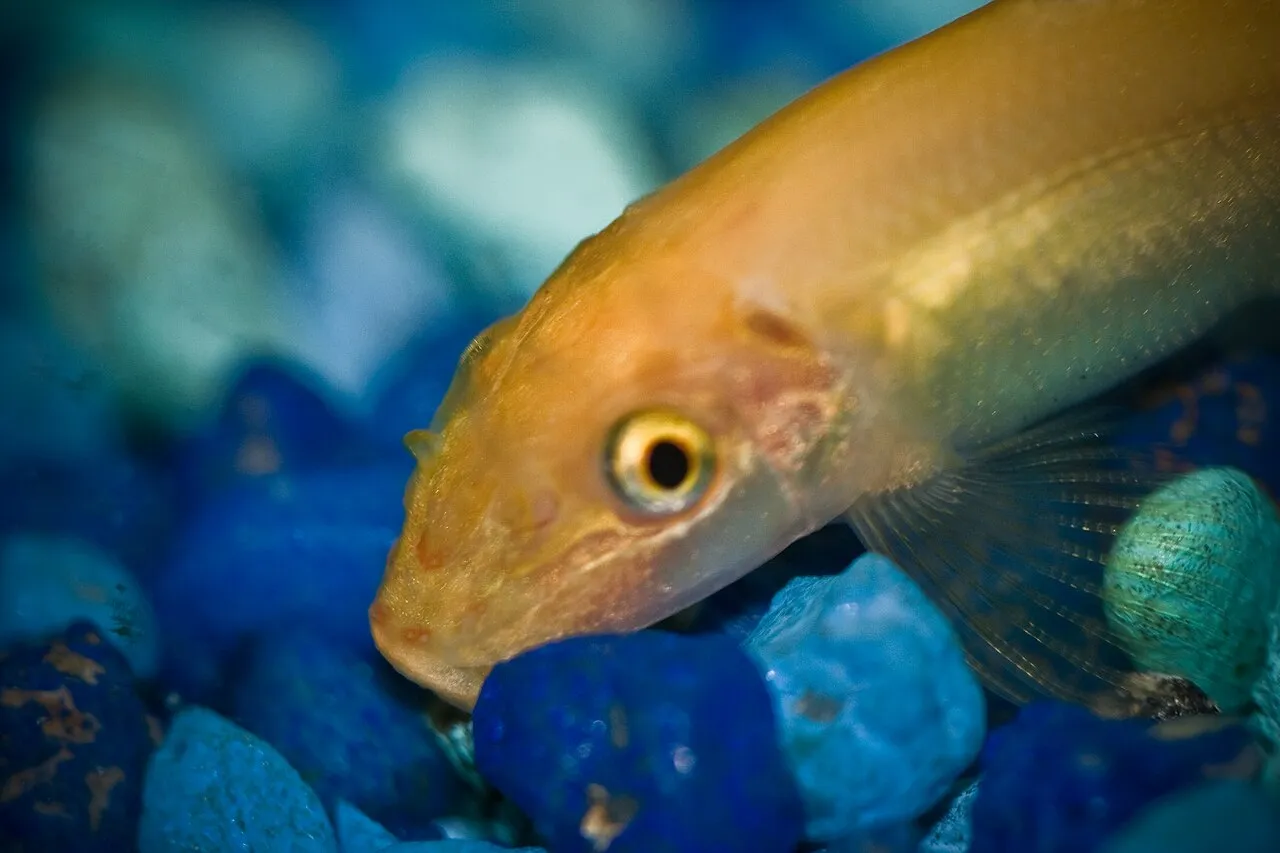 Pez comealgas dorado recorriendo la grava azul de un acuario
