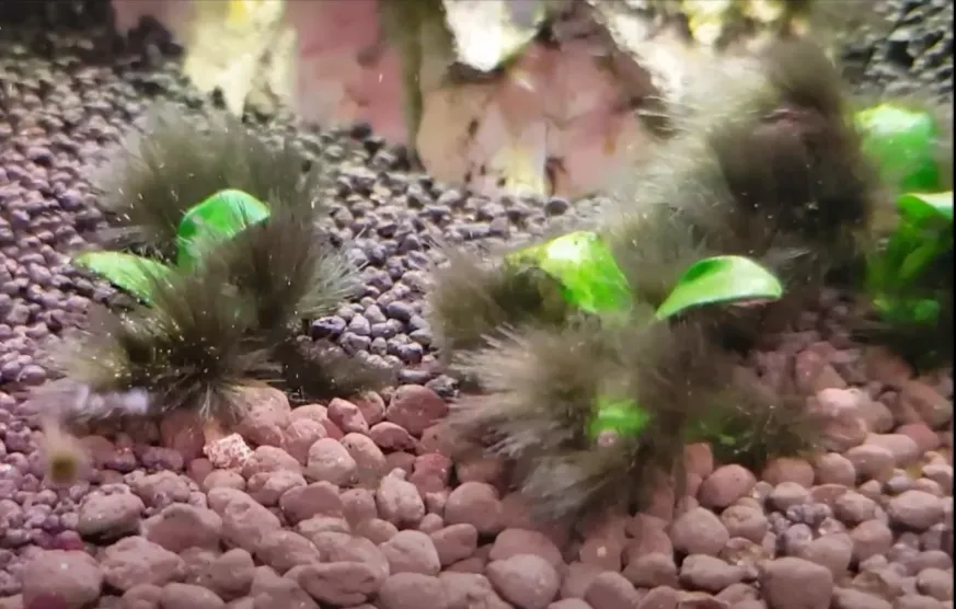 Algas en el acuario: por qué salen y cómo controlarlas