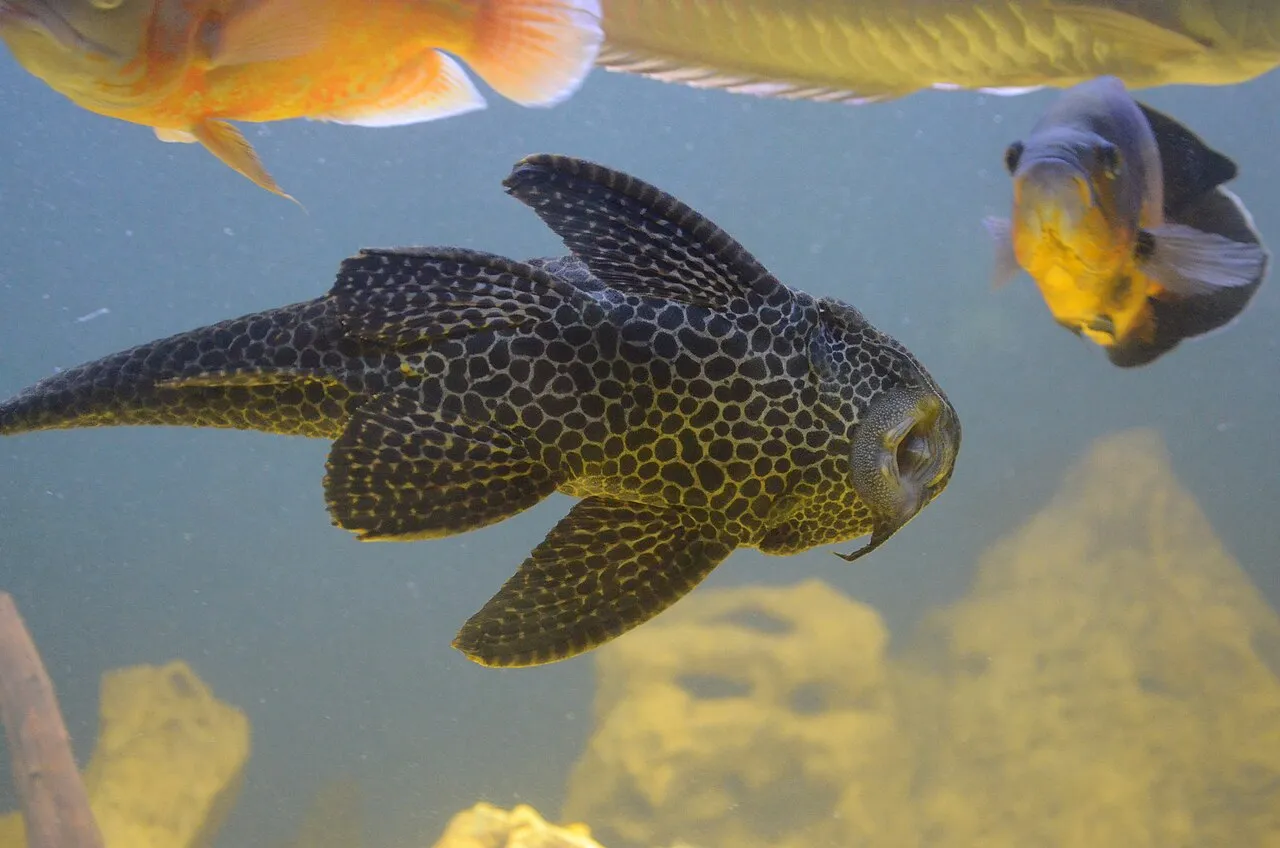 Alimentación de plecos y peces de fondo: qué comen de verdad