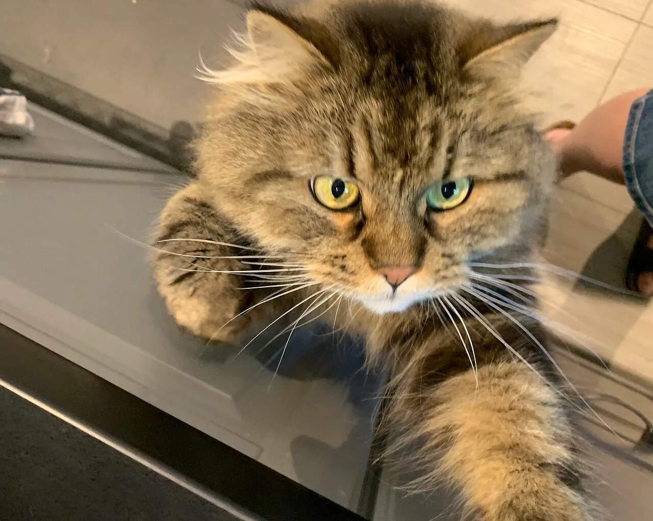 Gato de pelo largo curioso apoyado sobre la encimera de la cocina