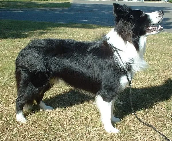 Foto de Border Collie
