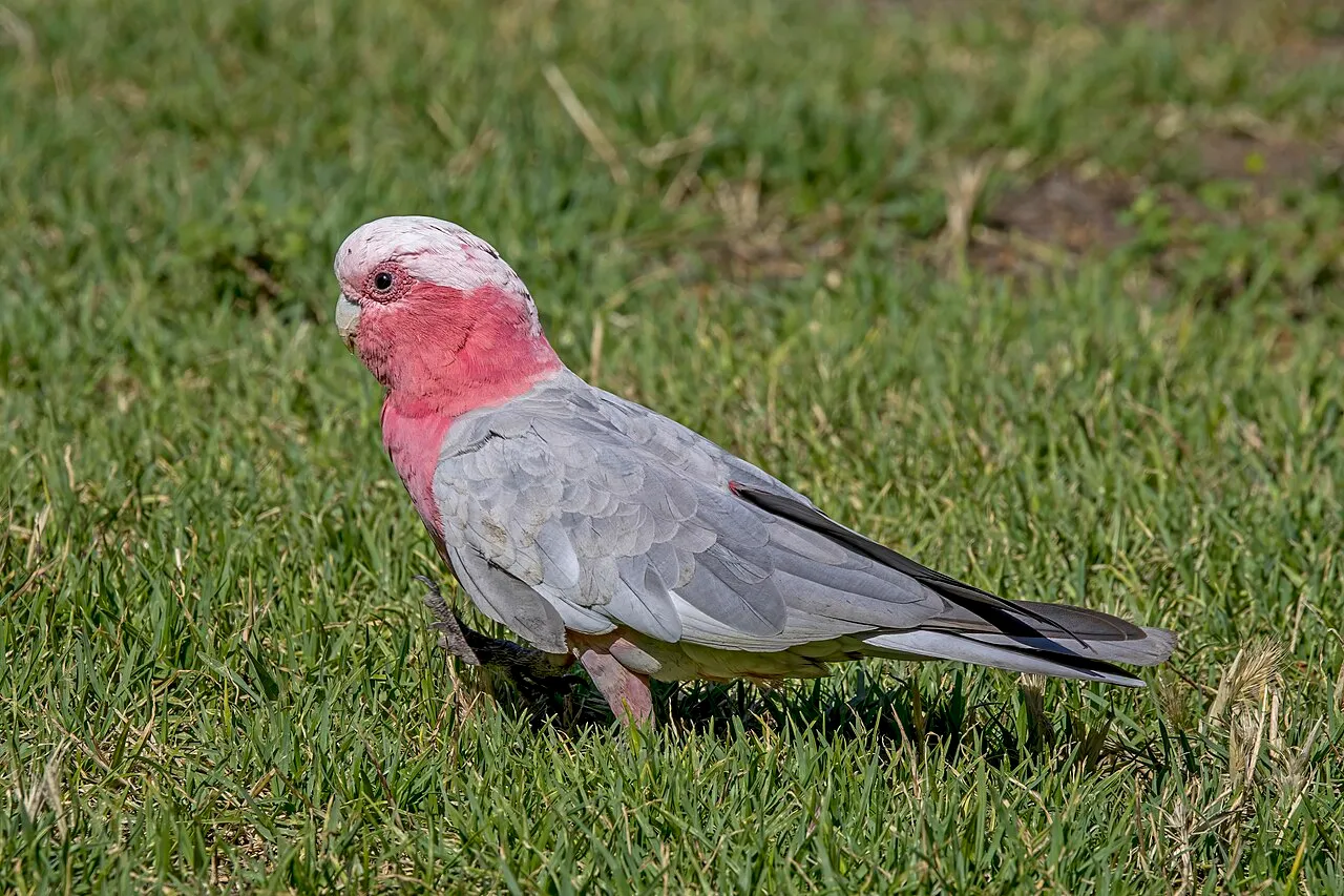 Foto de Cacatúa Galah (Cacatúa Pecho Rosa)