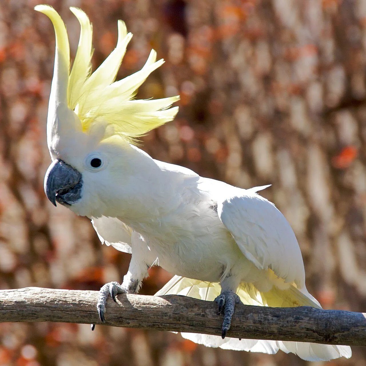 Foto de Cacatúa
