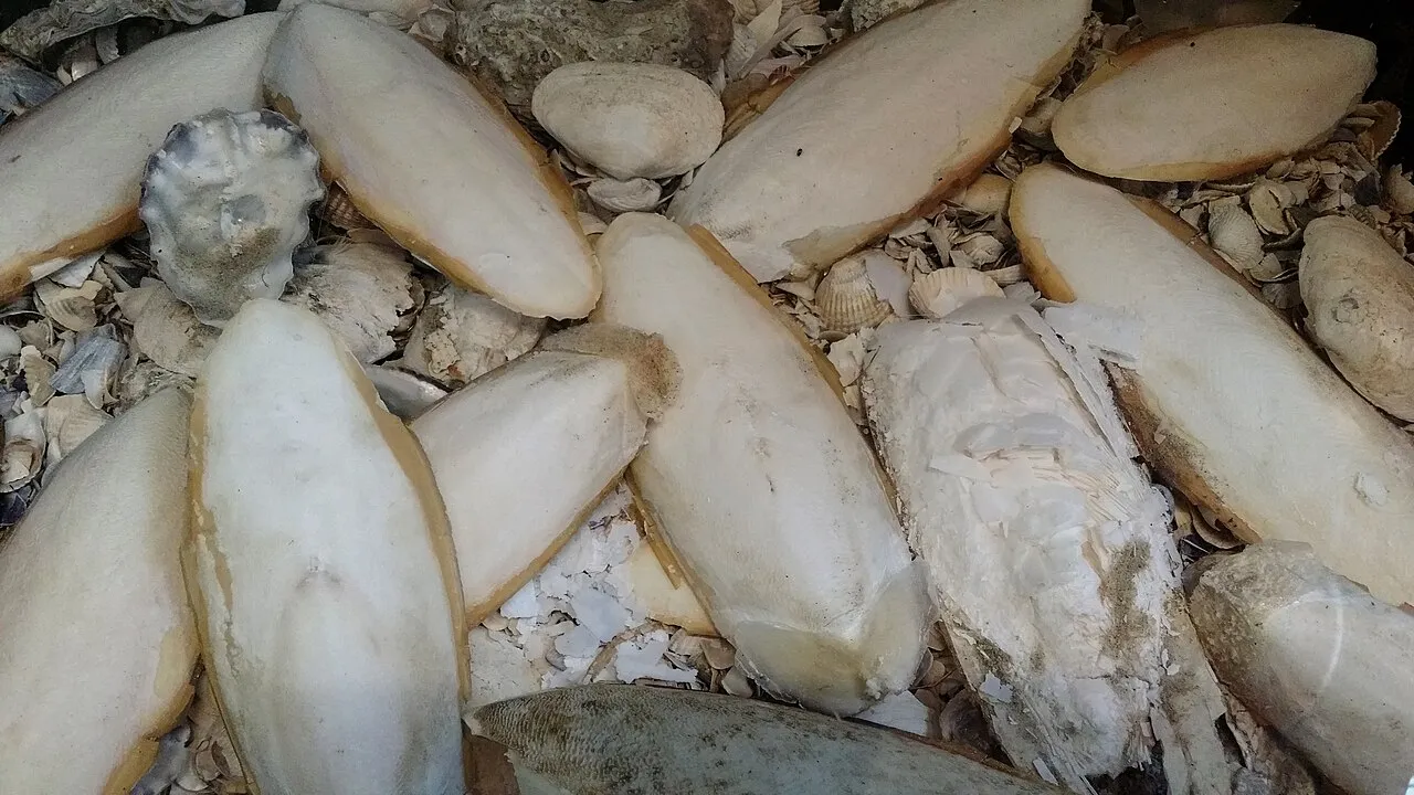 Calcio para aves: hueso de jibia y suplementos