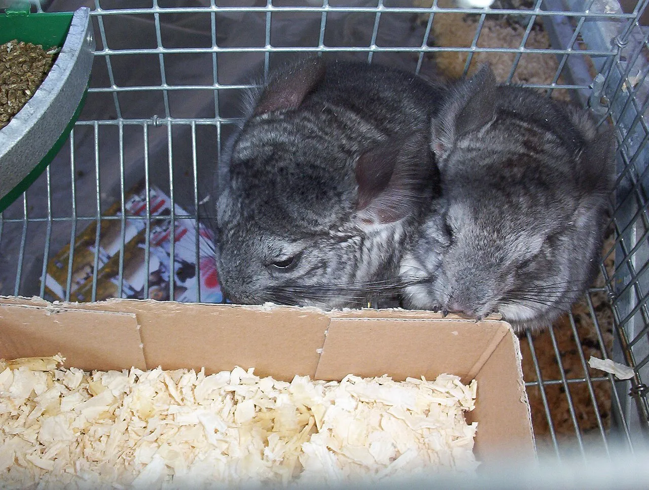 Cepillos y baño de arena para conejos, cuyos y chinchillas