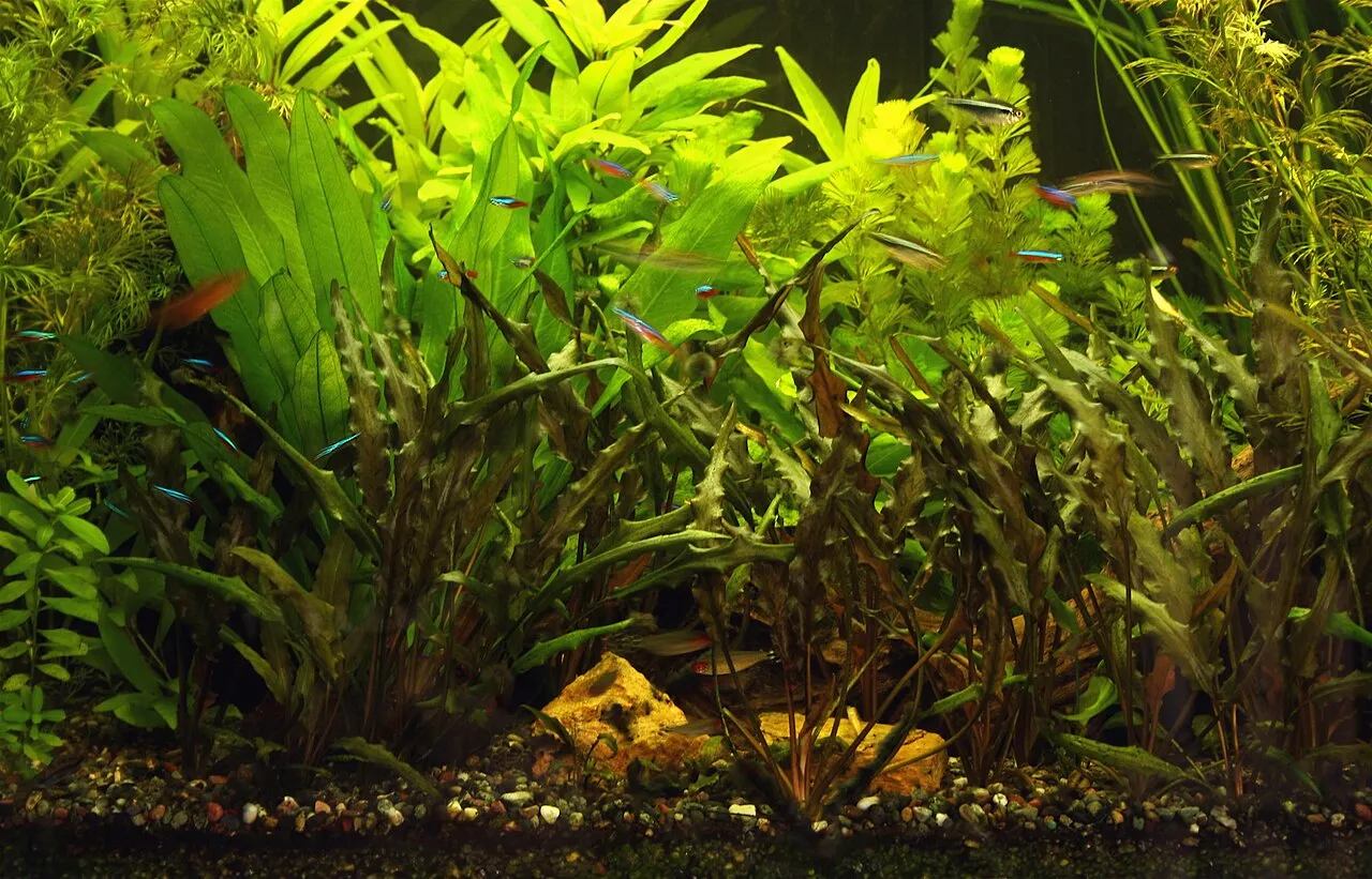 Acuario plantado y ciclado con neones nadando sanos entre la vegetación