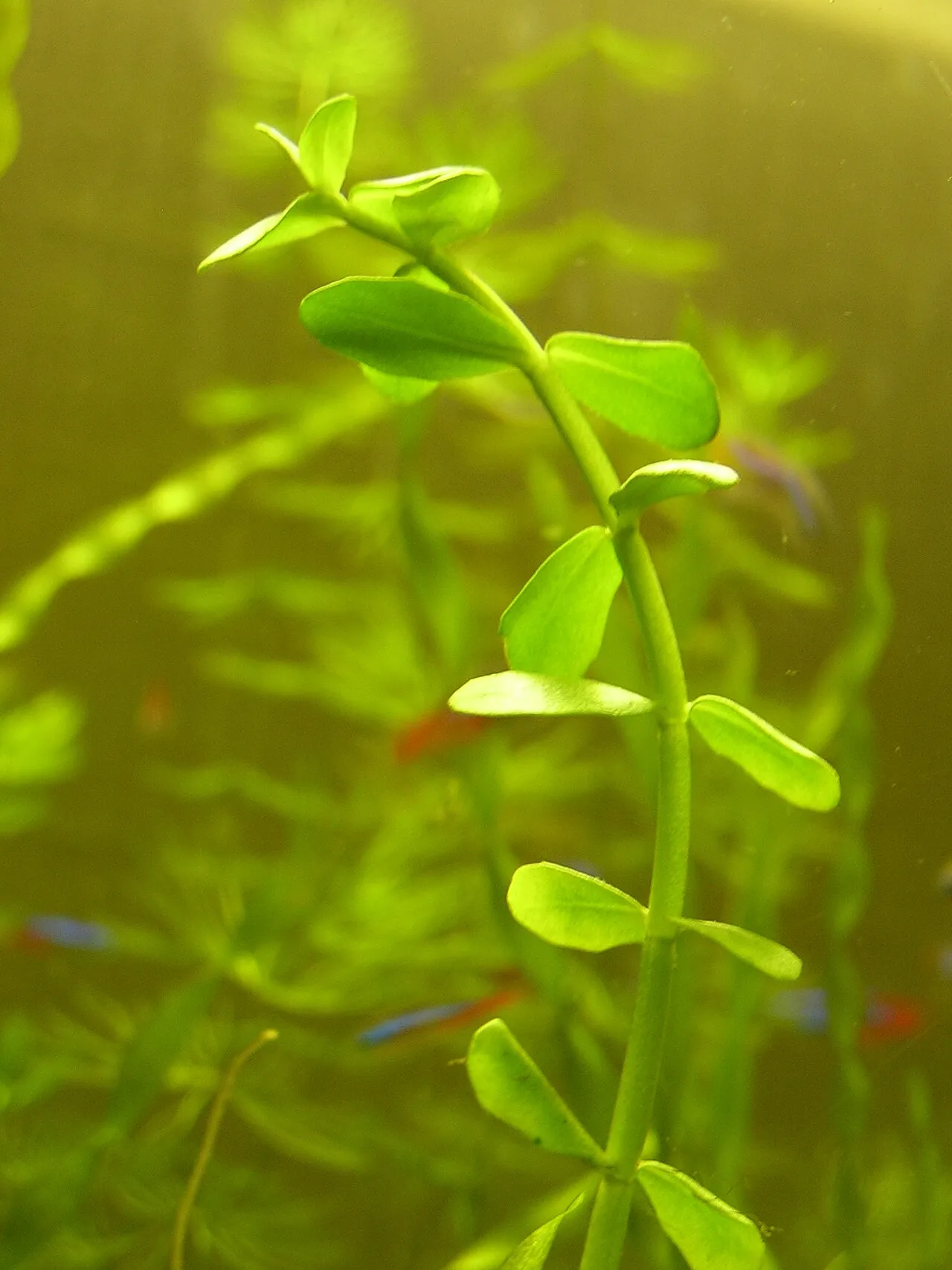Cómo meter peces nuevos al acuario: aclimatación