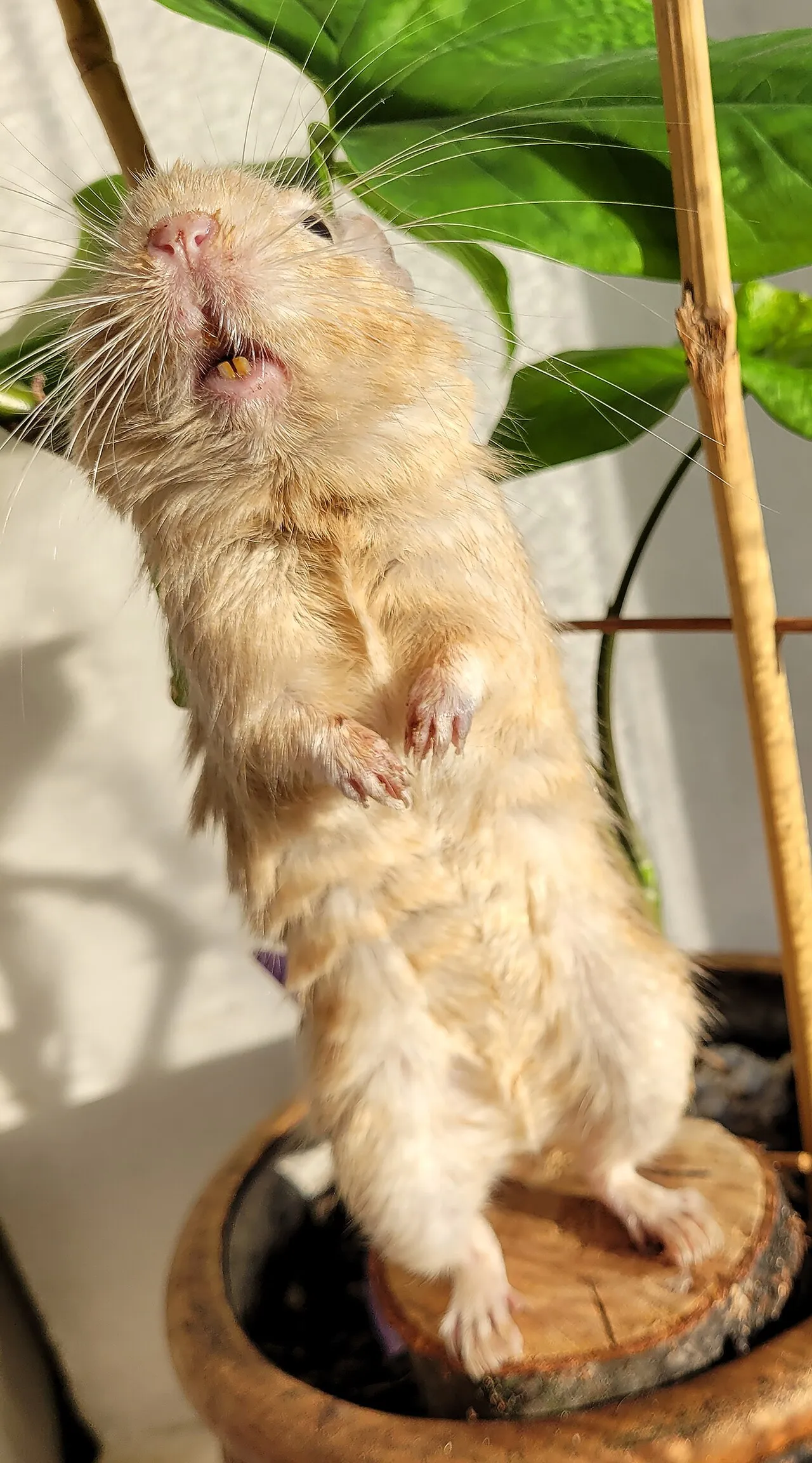 Cómo cuidar un degu: guía completa para principiantes