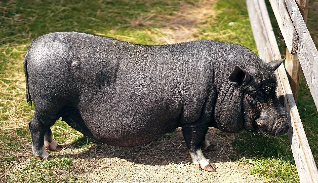 Cómo cuidar un mini pig: la verdad sobre el cerdo miniatura