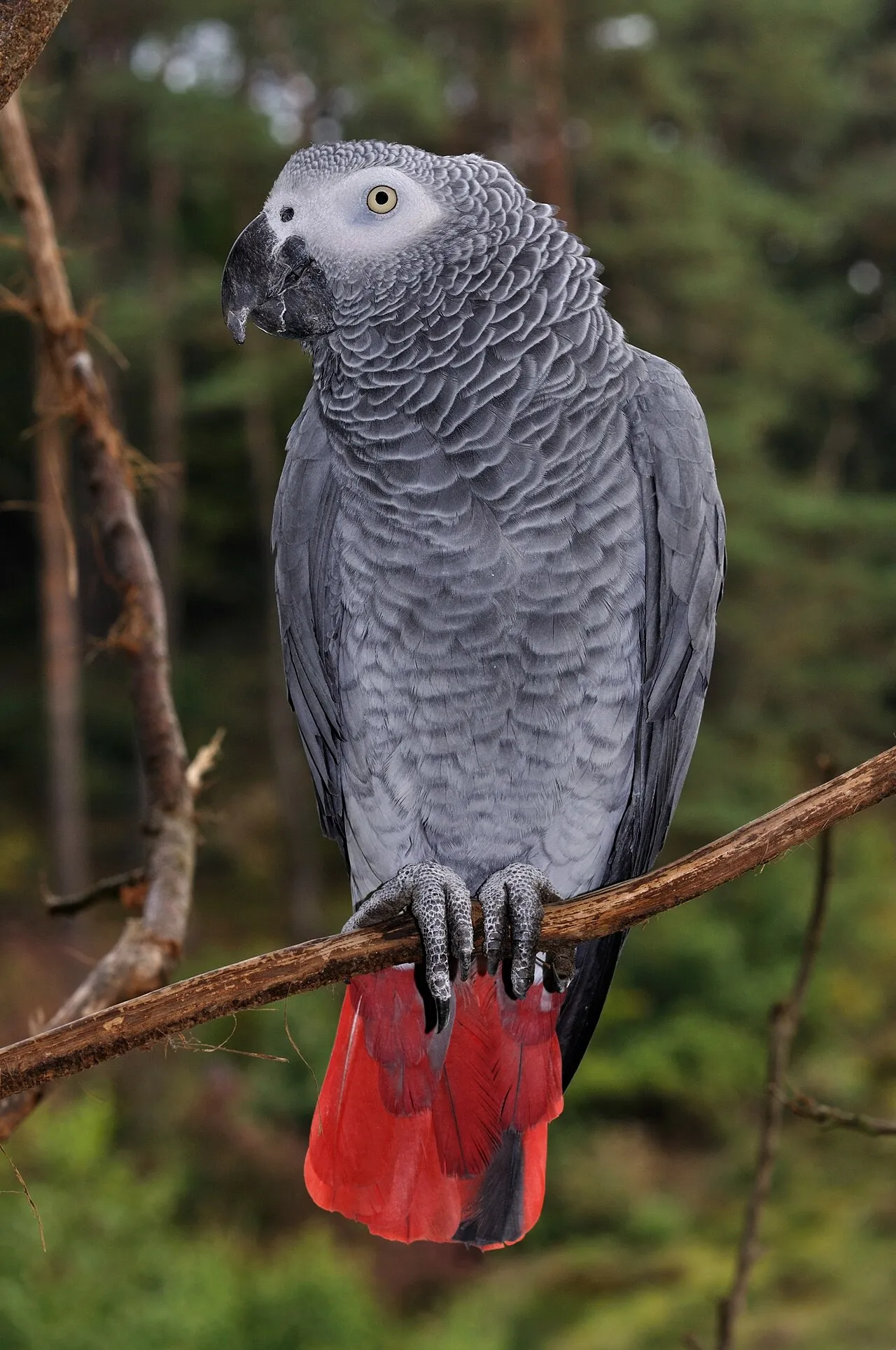 Loro yaco africano gris de cola roja posado en una rama