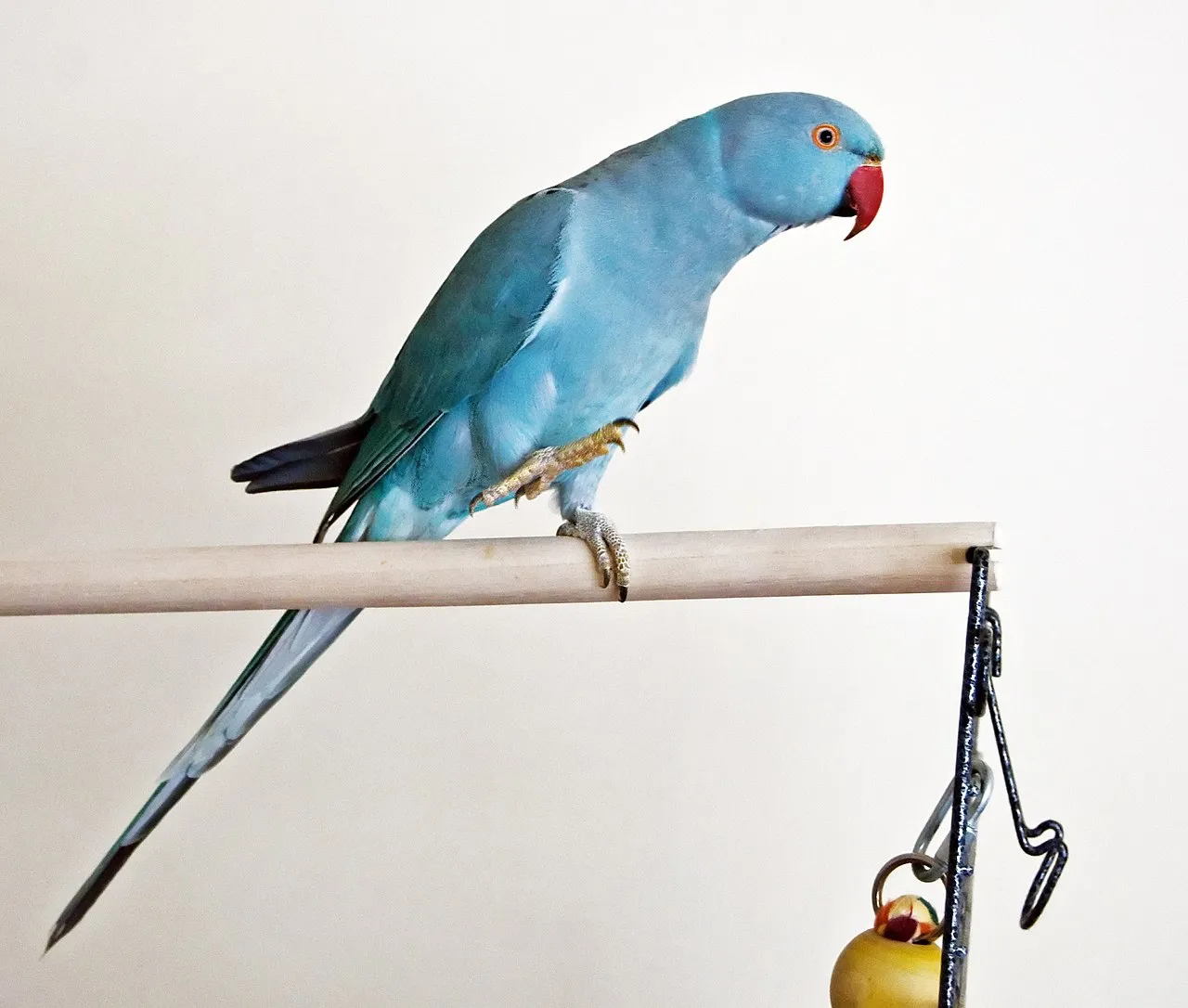 Cómo enseñar a hablar a un perico o periquito