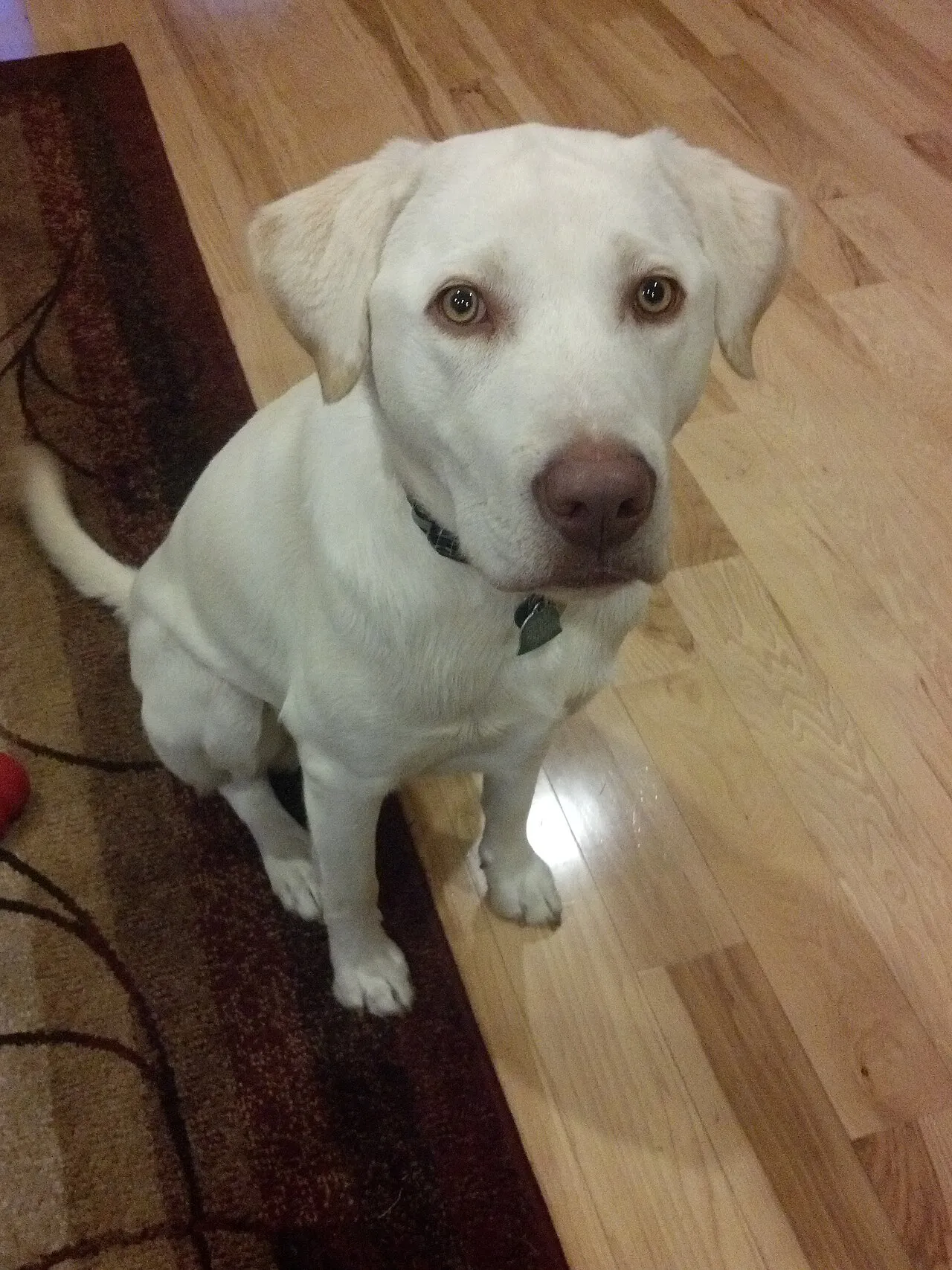 Perro labrador claro sentado en el piso mirando hacia arriba a la espera de un premio
