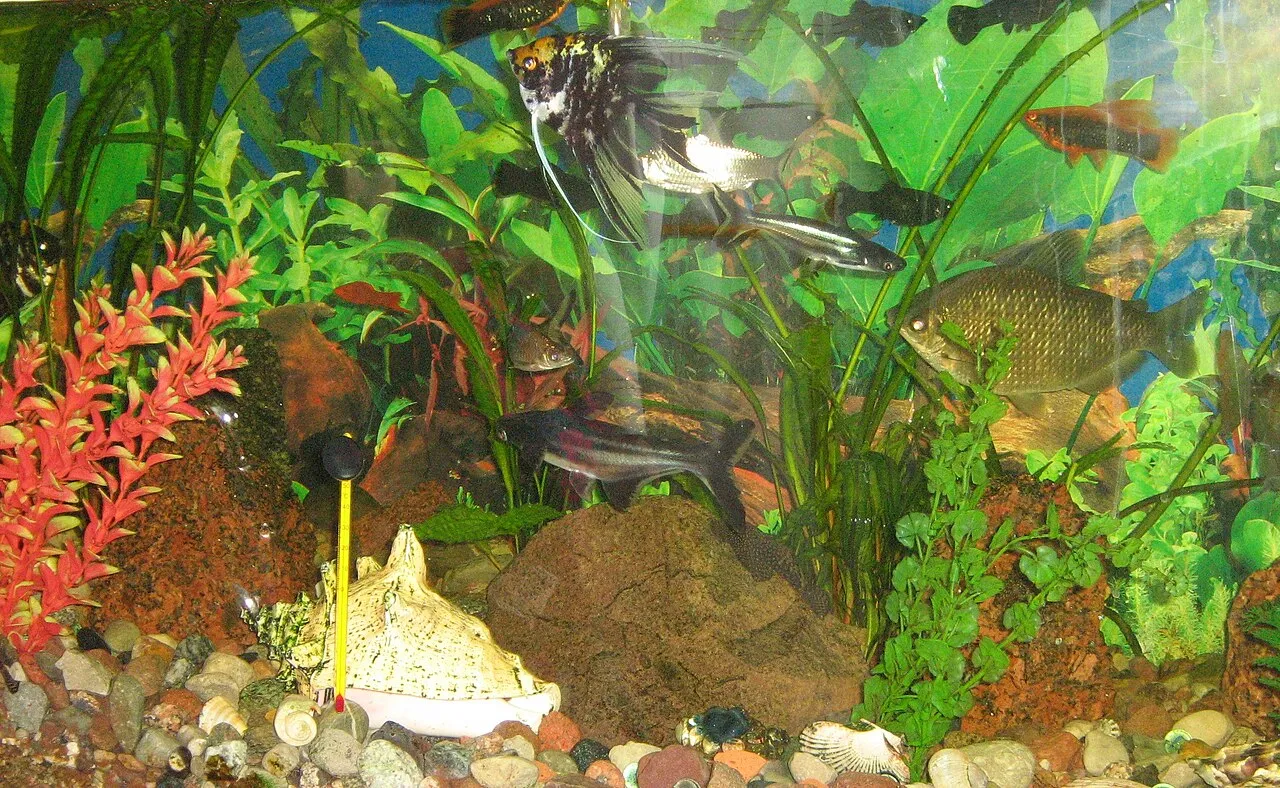 Cómo limpiar la pecera (sin matar a tus peces)