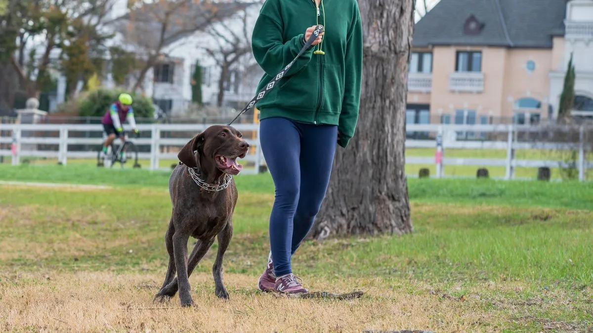 ¿Cómo enseñar a tu perro a pasear sin jalar la correa?