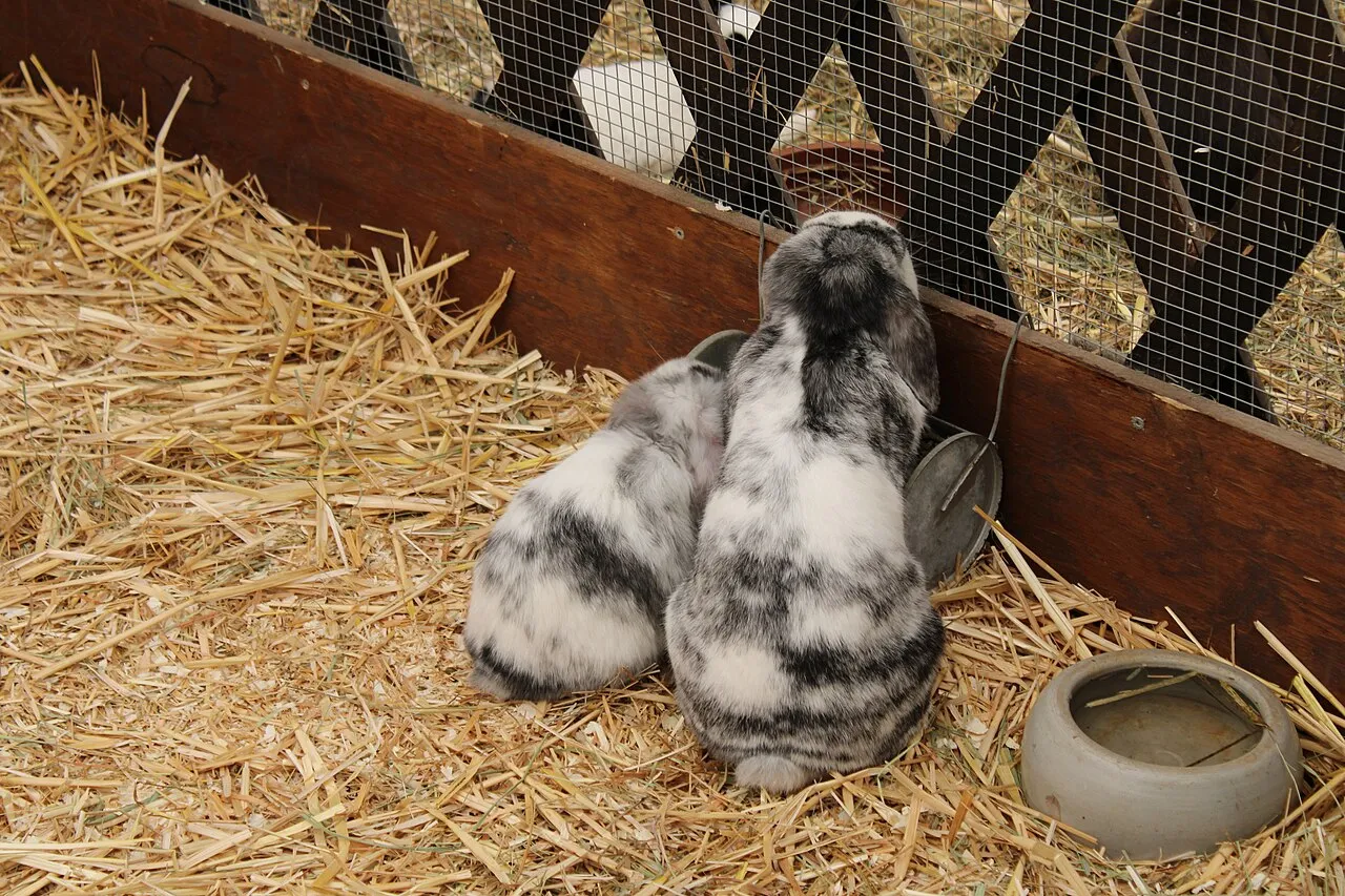 Cómo presentar dos conejos sin que se peleen