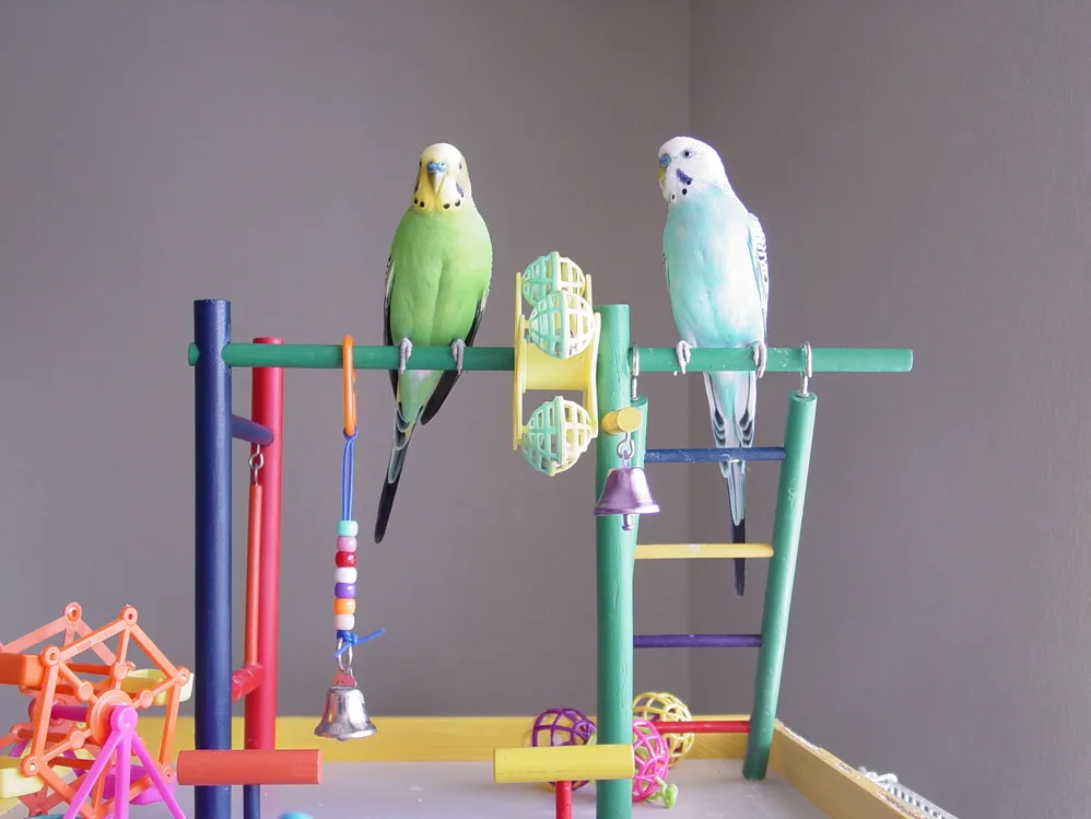 ¿Cómo saber si mi ave está enferma? Señales de alarma