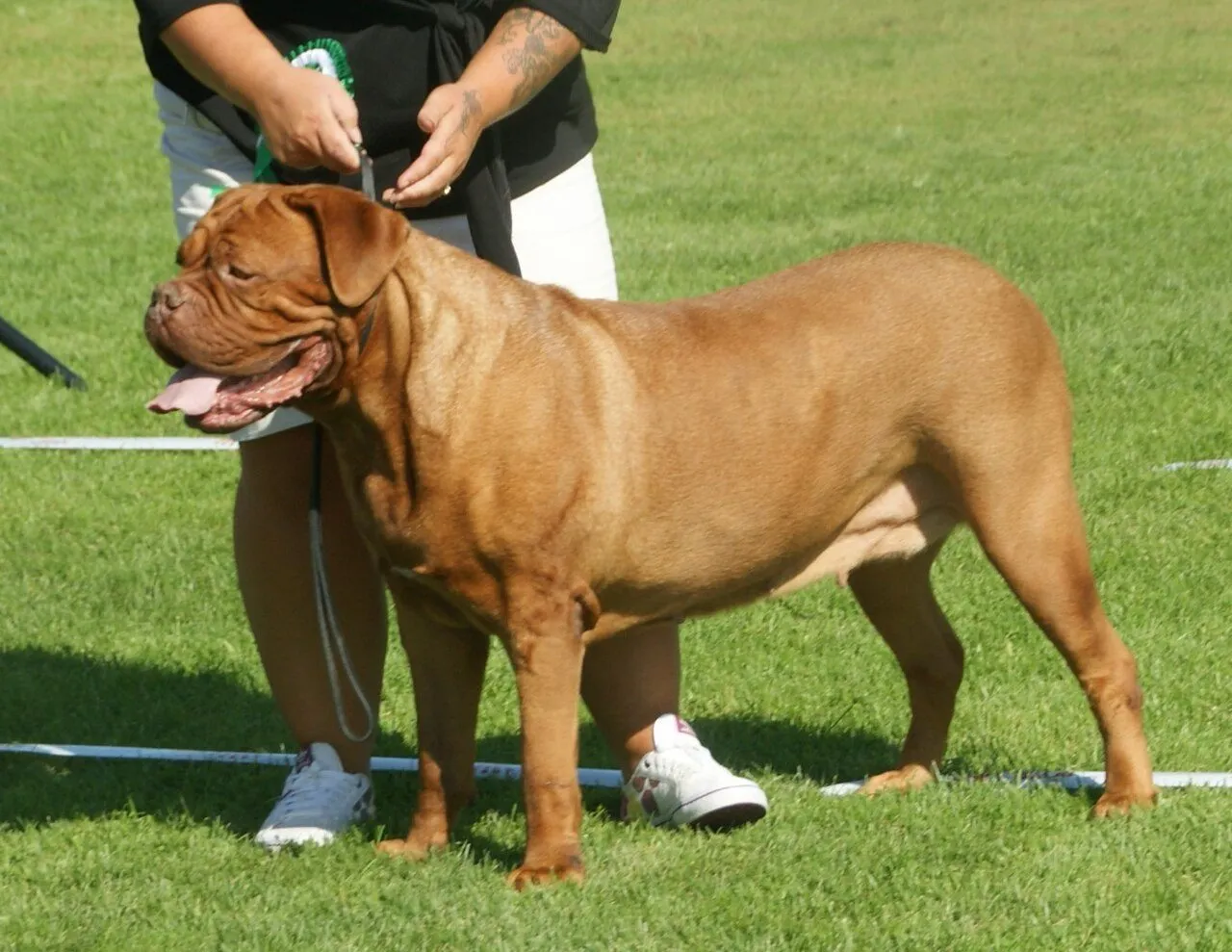 Foto de Dogo de Burdeos
