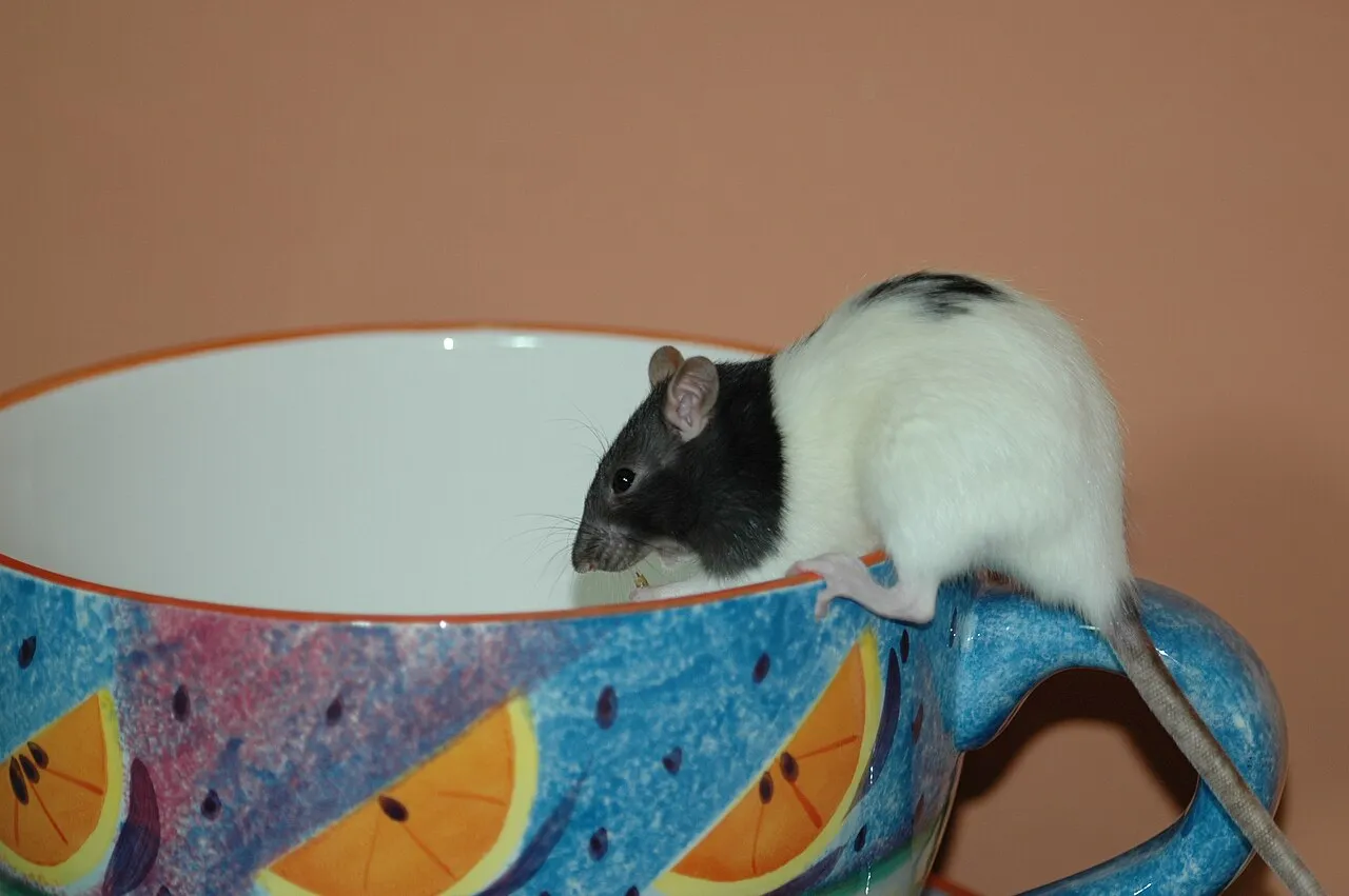 Escondites para conejos, cuyos, hámsters y chinchillas