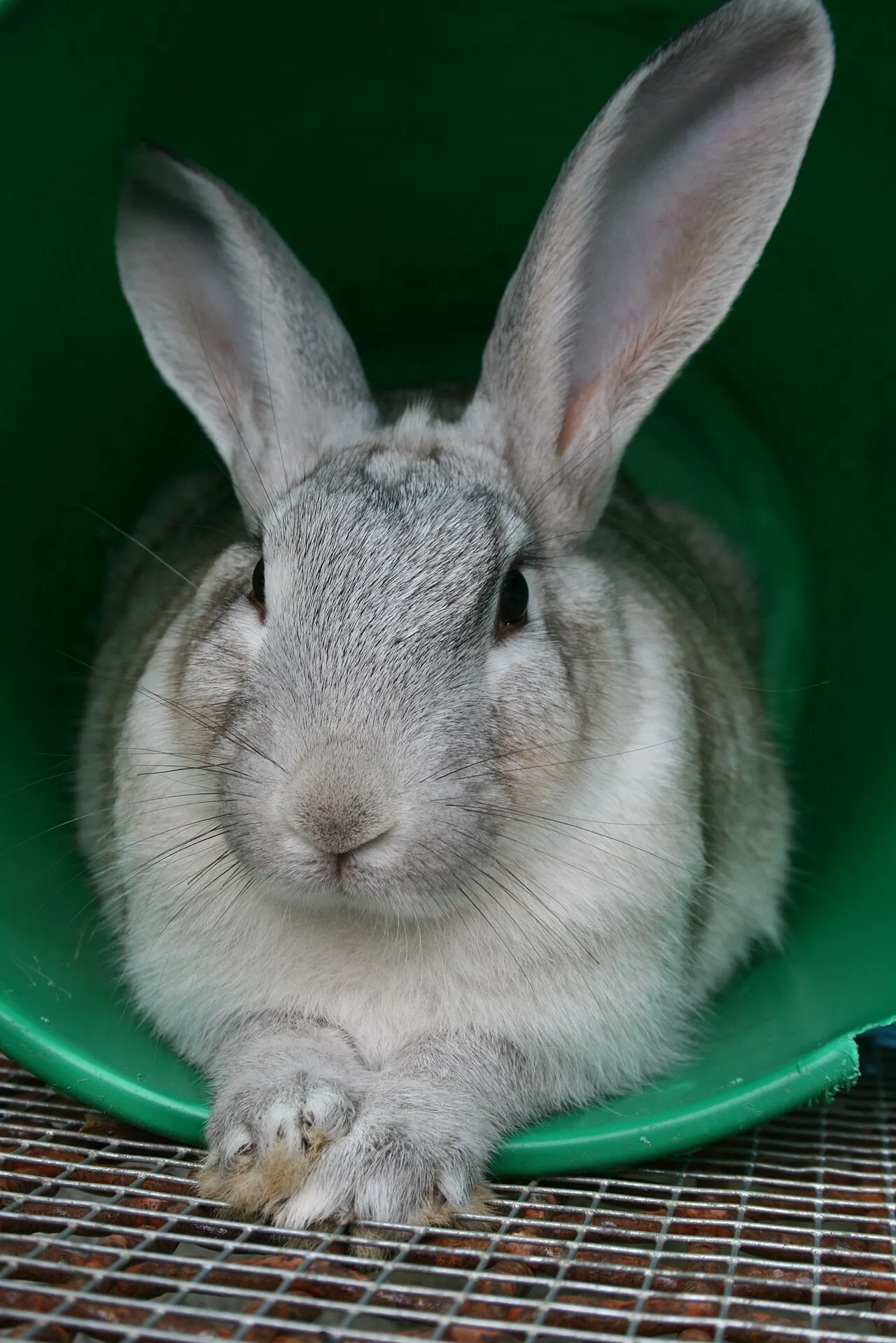 Esterilizar a un conejo: por qué es clave en las hembras