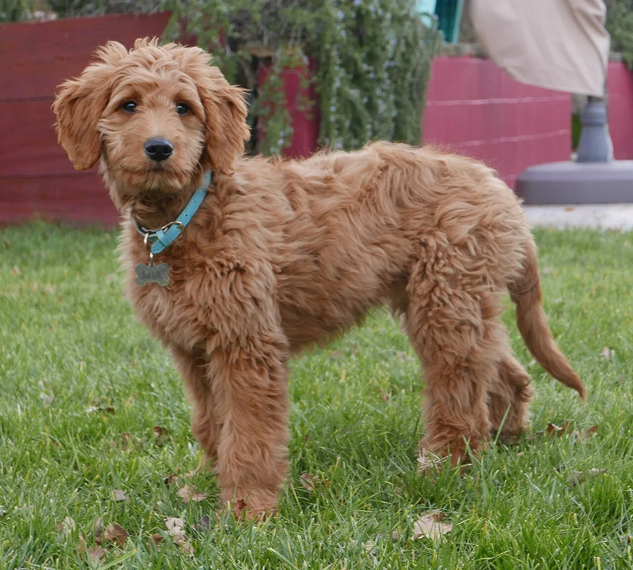 Foto de Goldendoodle