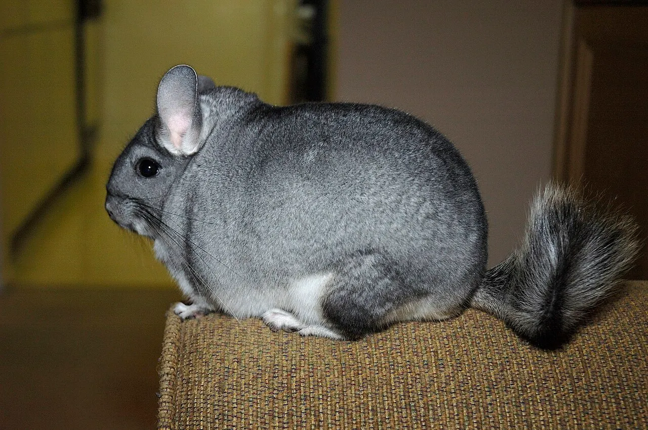 Chinchilla gris en reposo, tranquila y con su pelaje denso característico de la especie