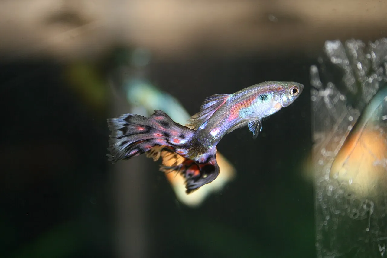 Guppy macho de cola colorida nadando sano en un acuario