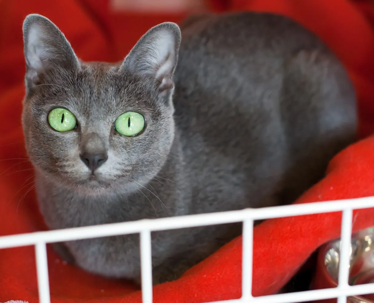 Foto de Korat