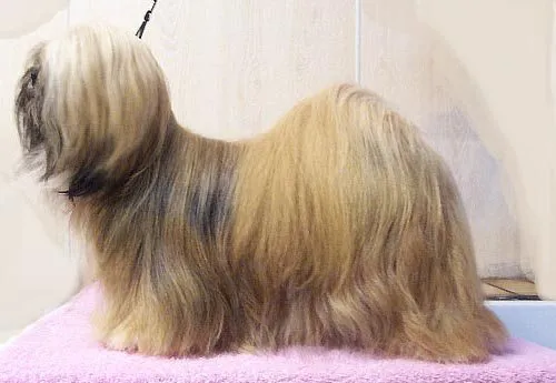 Foto de Lhasa Apso