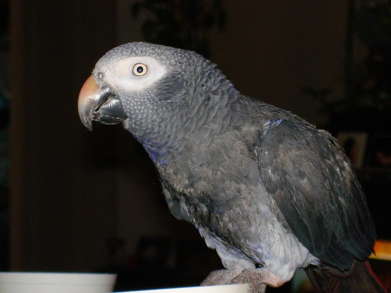 Foto de Yaco de Timneh (Loro Gris de Timneh)