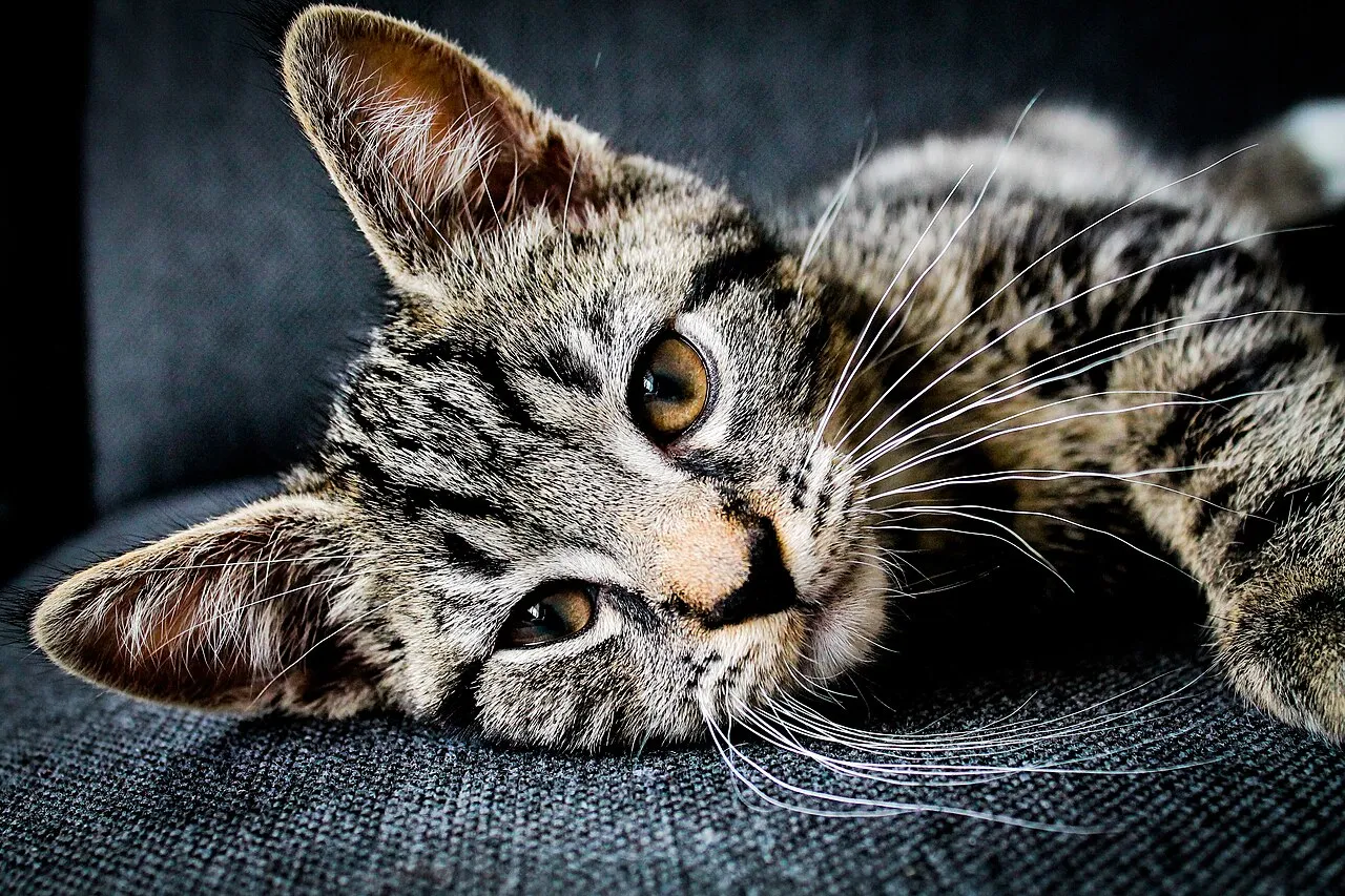 Mi gato no come: causas y cuándo preocuparse