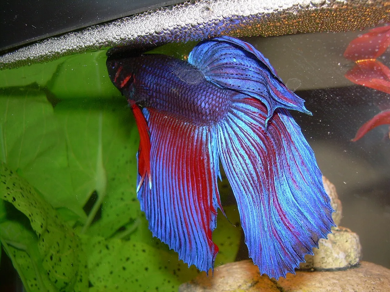 Mis peces boquean en la superficie: qué hacer ya