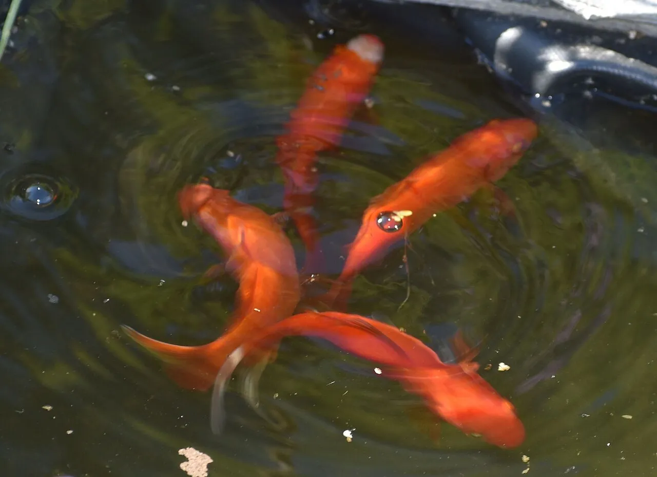 Ojos saltones o turbios en peces: causas y qué hacer