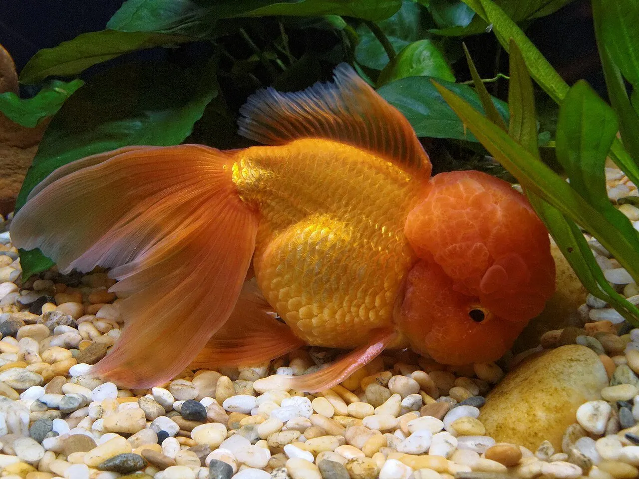 Foto de Oranda