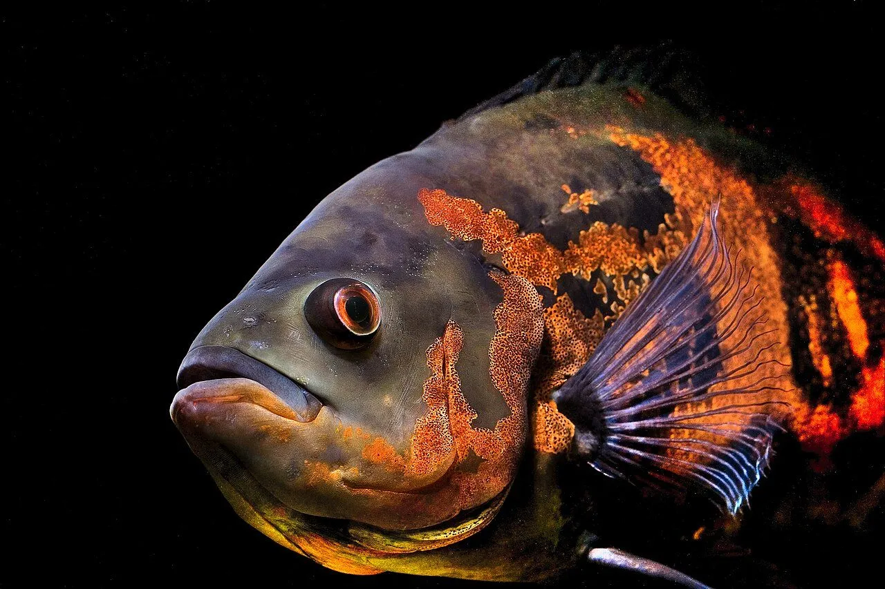 Foto de Pez Óscar