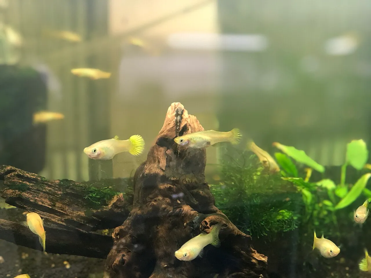 Peces para principiantes: los más resistentes para empezar