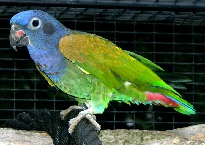 Foto de Loro Pionus