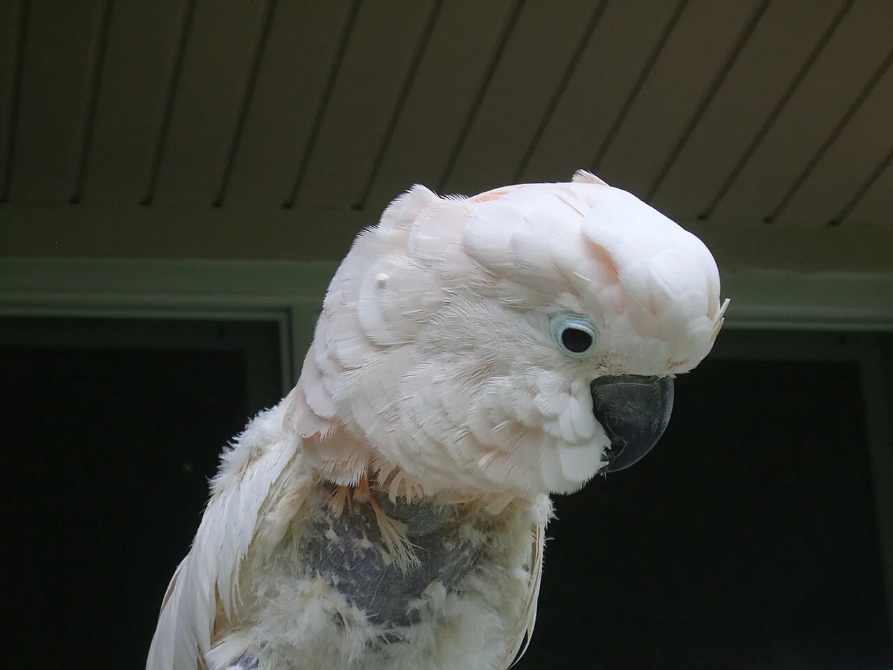Cacatúa de moño rosa con el pecho de plumaje ralo sin heridas