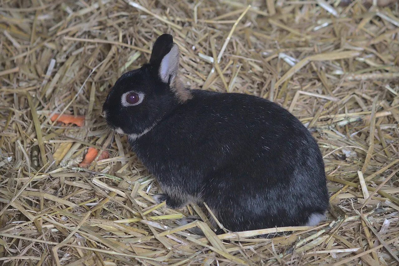 ¿Por qué mi conejo come sus heces? La cecotrofia explicada