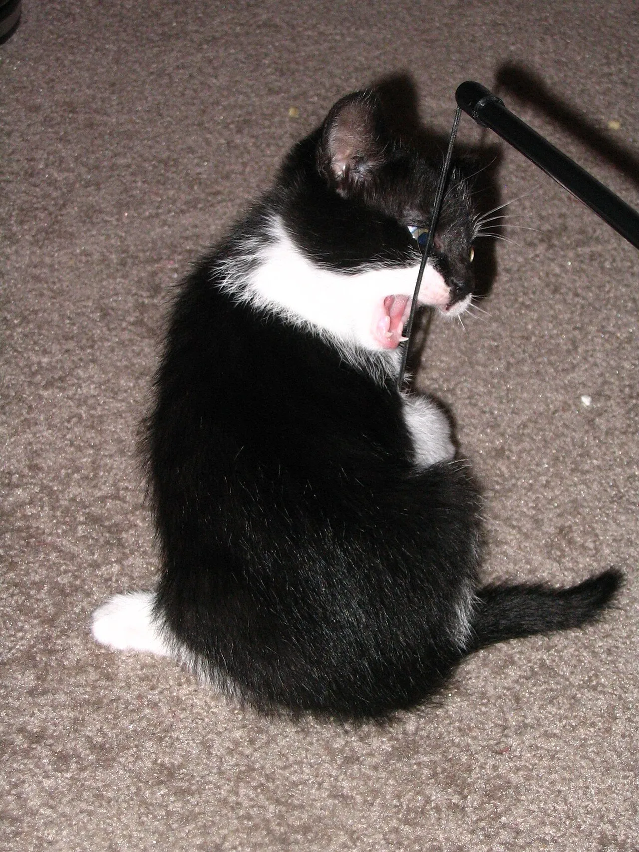 Gatito bicolor mordisqueando un juguete durante el juego, redirigiendo su instinto de caza