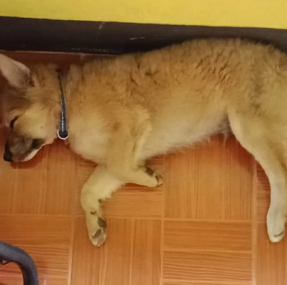 Perro decaído durmiendo estirado sobre el piso de la casa