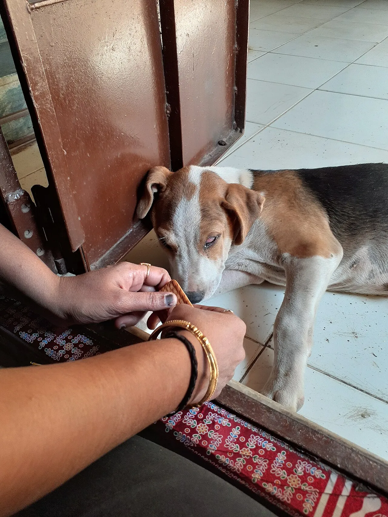 ¿Por qué mi perro tiene diarrea y cuándo preocuparse?