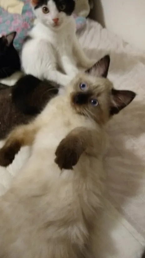 Primer gato en casa: la guía completa para empezar bien