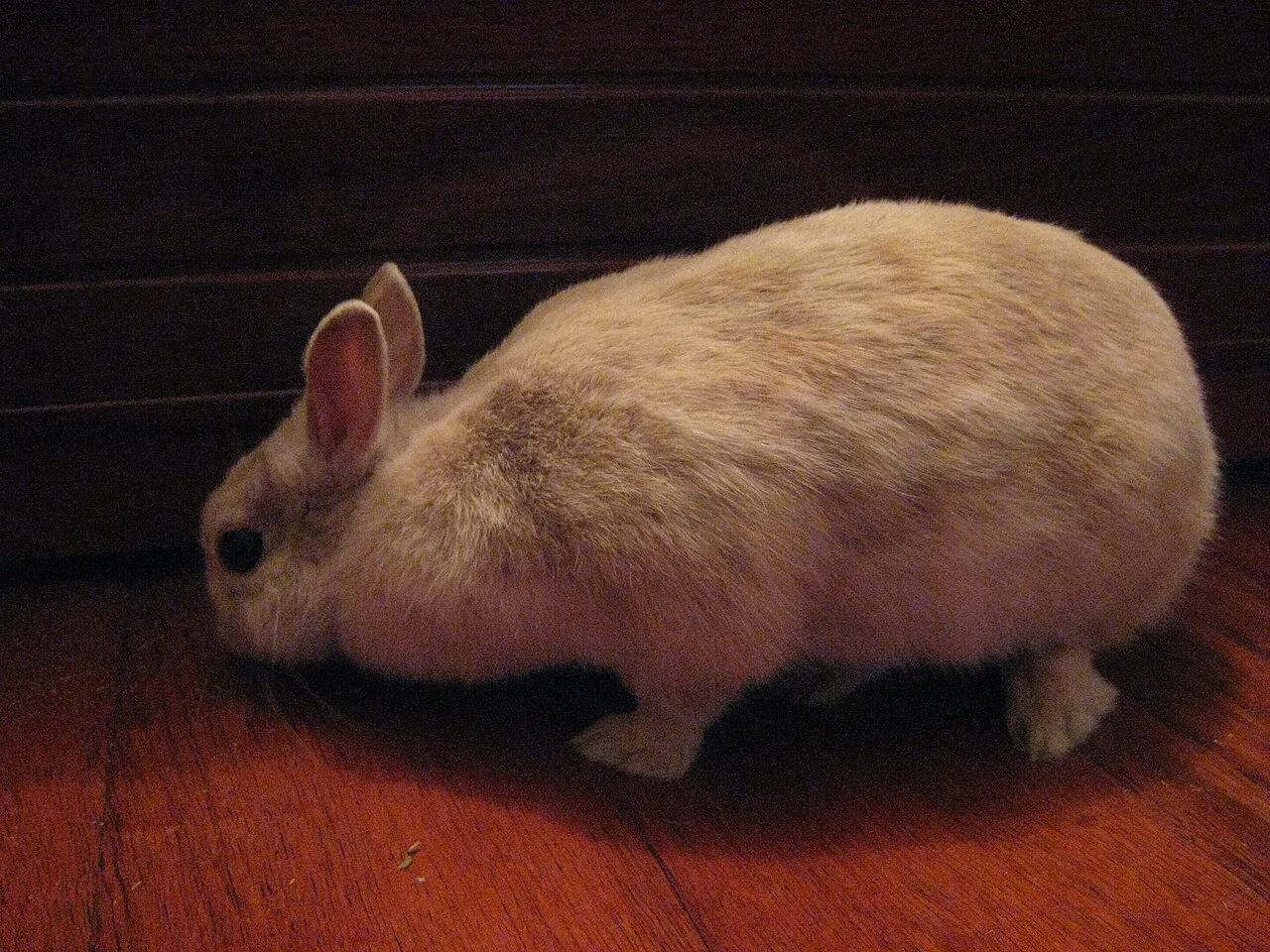 Mi conejo estornuda: problemas respiratorios