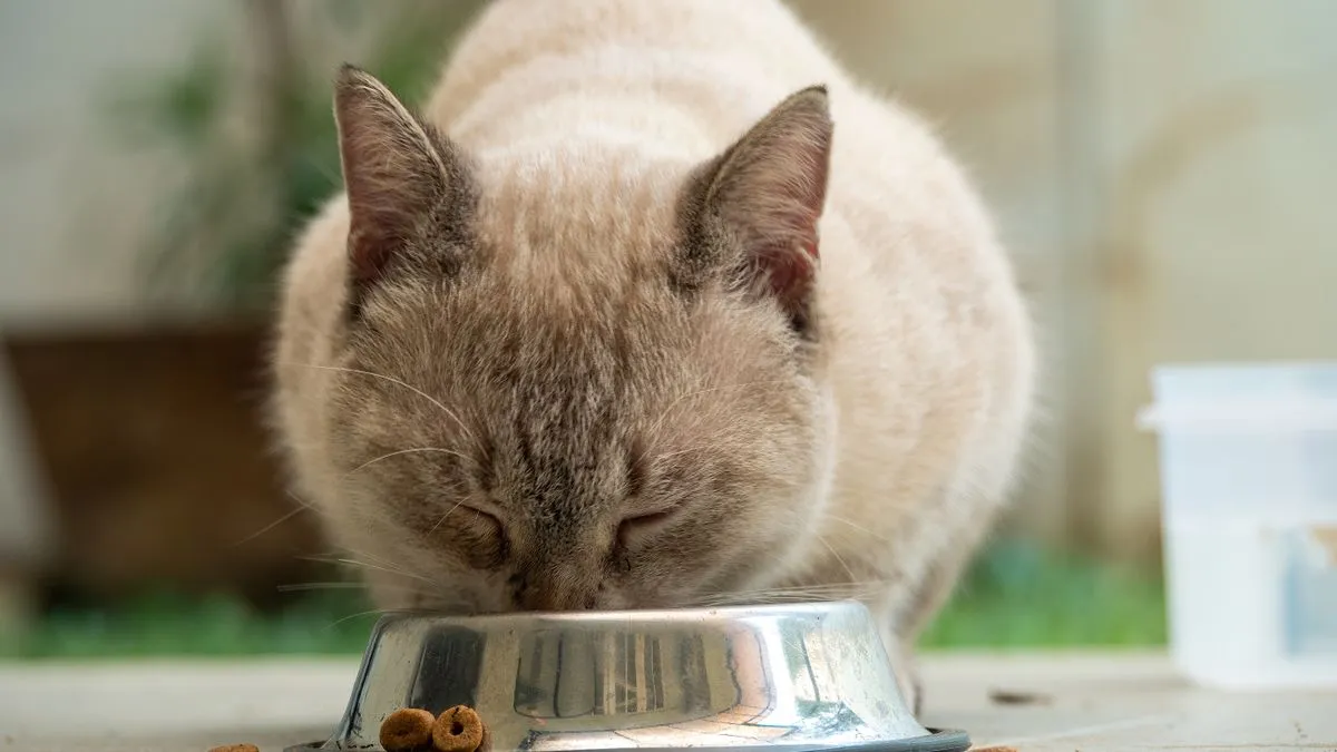 ¿Los gatos pueden comer atún?
