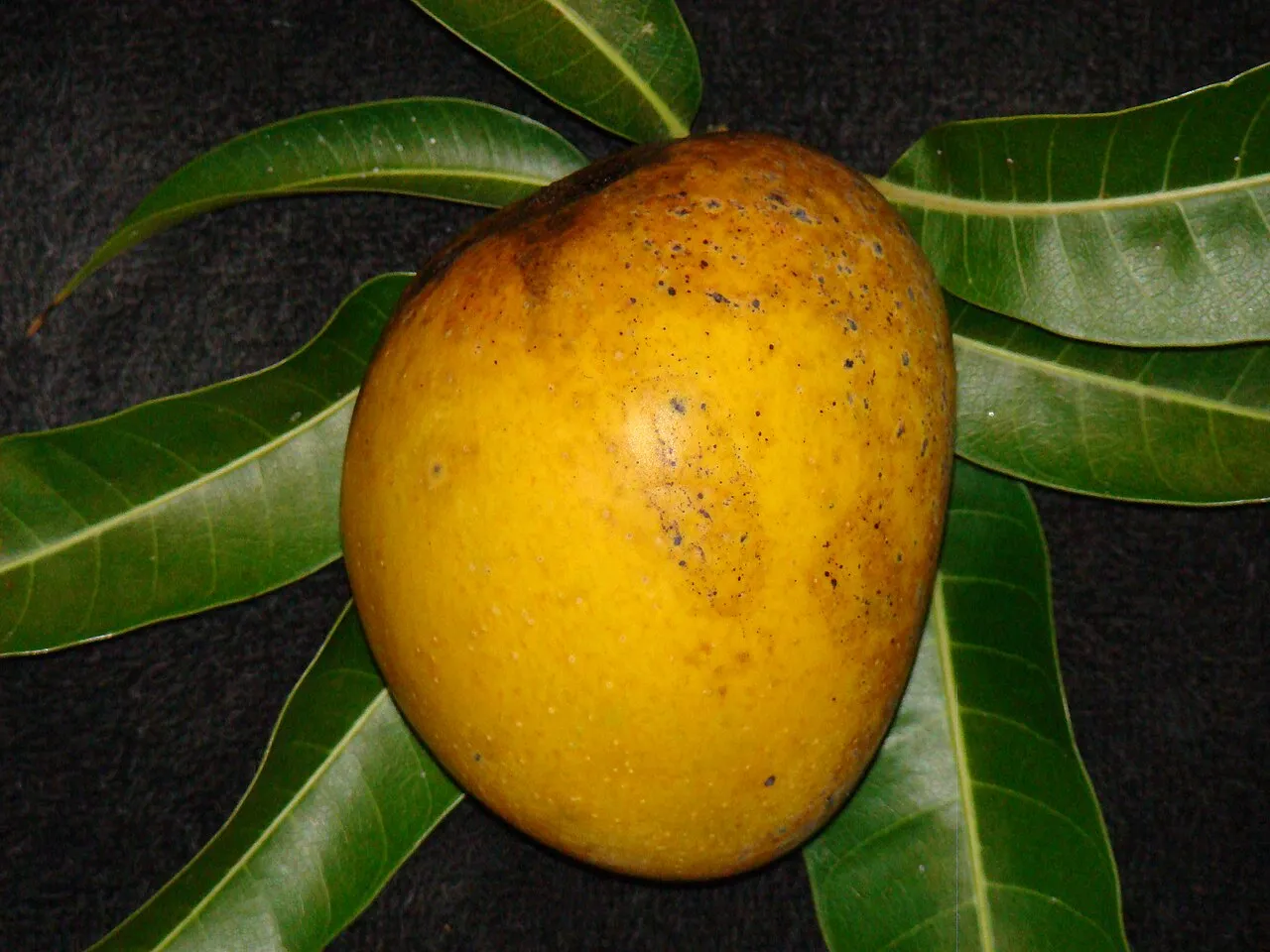 ¿Los perros pueden comer mango?