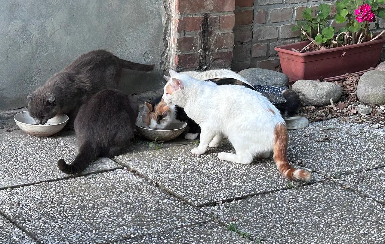Varios gatos comiendo juntos de sus tazones en el exterior