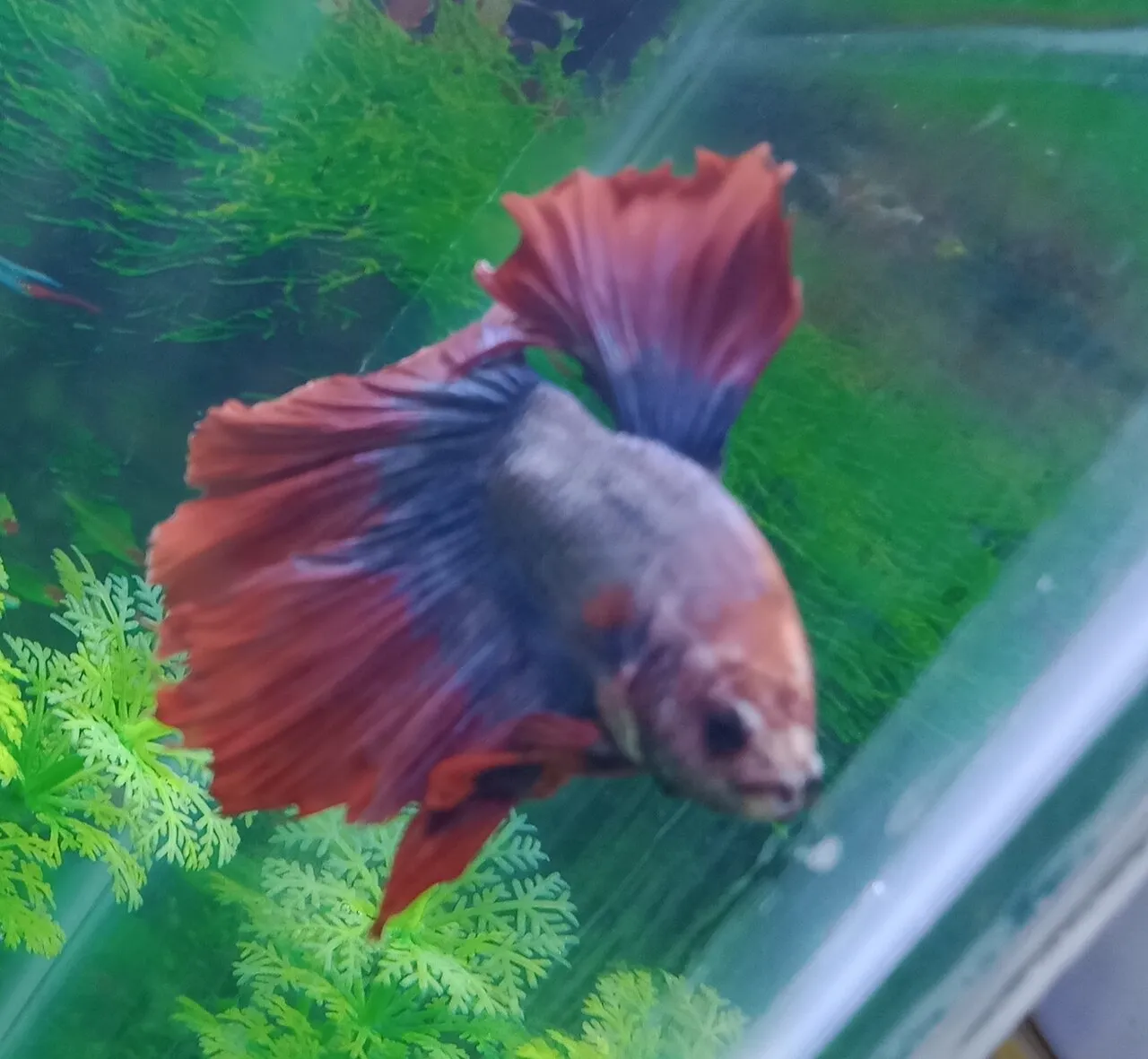 ¿Qué come un pez betta? Qué darle, cuánto y cada cuánto
