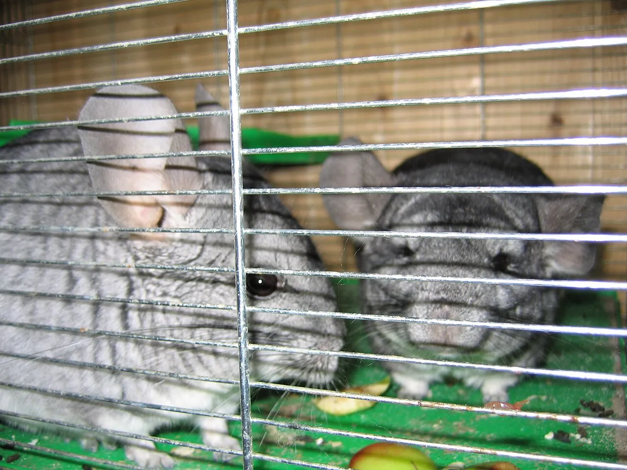 ¿Qué comen las chinchillas? Dieta y alimentos prohibidos